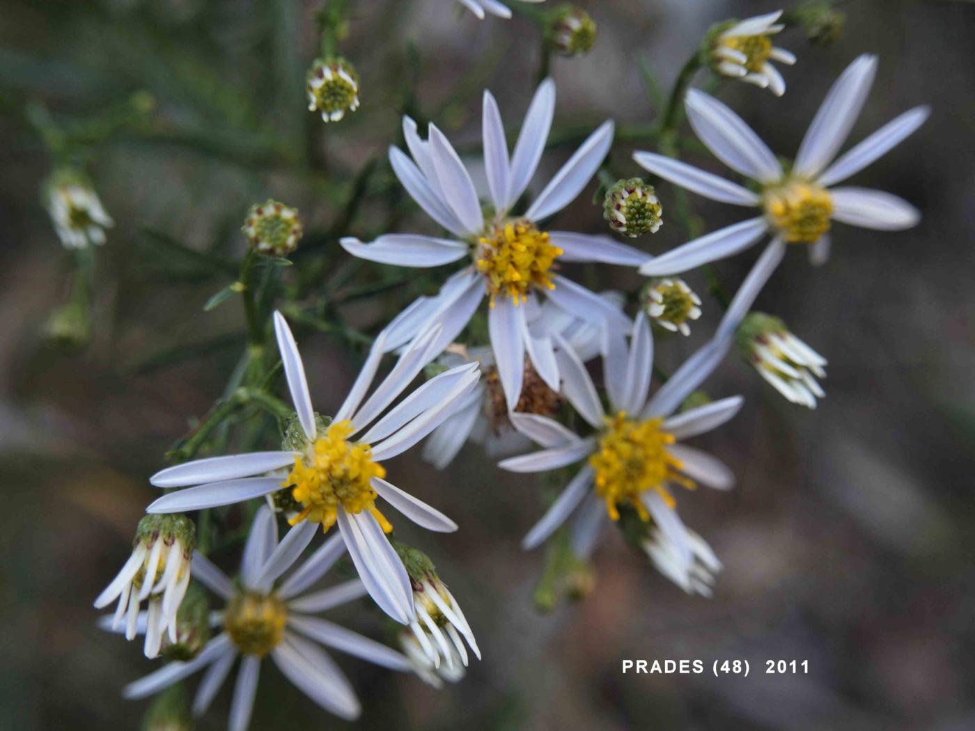 Aster, Three-veined flower